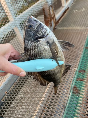 磯子海づり施設