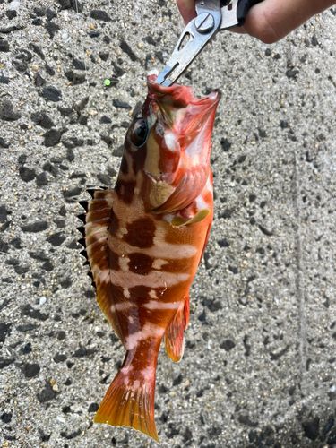 アカハタの釣果