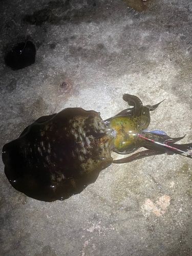 アオリイカの釣果