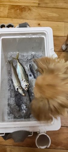 東京湾（富津〜金谷）