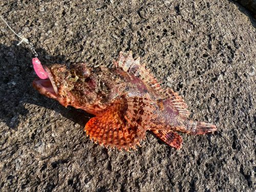 オニカサゴの釣果