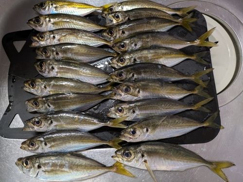 アジの釣果