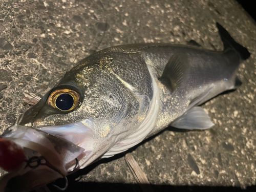 フッコ（マルスズキ）の釣果