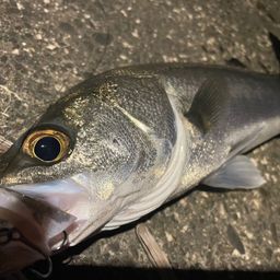 フッコ（マルスズキ）