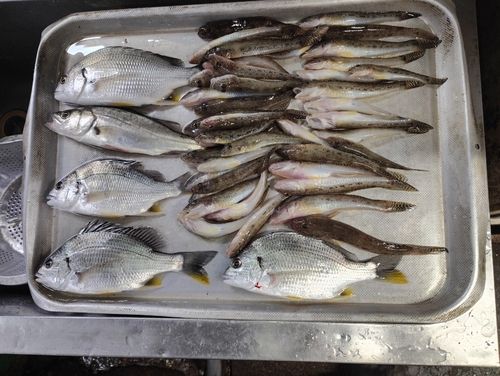 マハゼの釣果