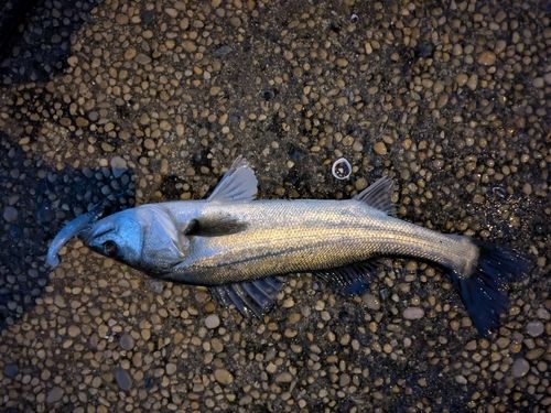 船橋港親水公園