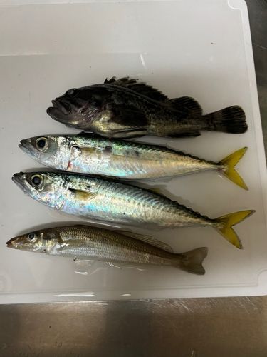 秋田火力発電所前