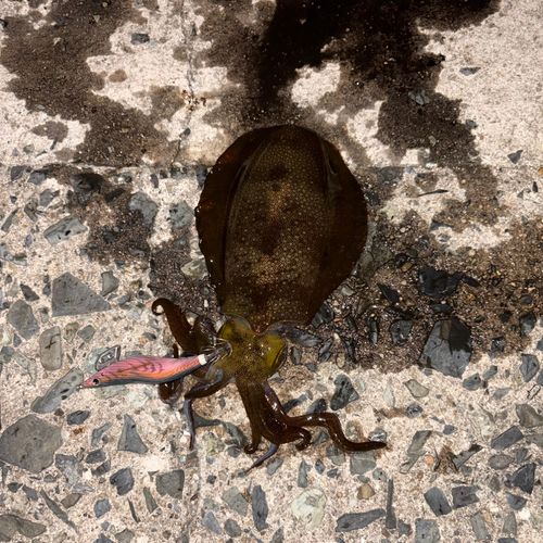 アオリイカの釣果