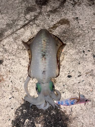 アオリイカの釣果