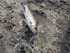 セイゴ（ヒラスズキ）の釣果