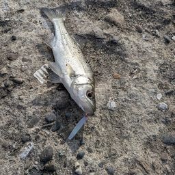 セイゴ（ヒラスズキ）