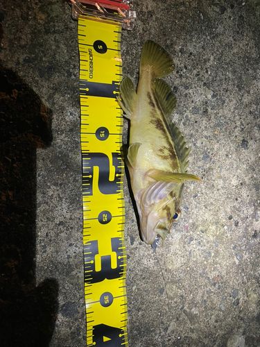 シマゾイの釣果