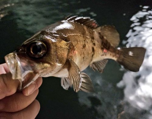 メバルの釣果