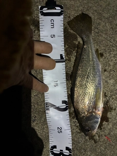 イシモチの釣果