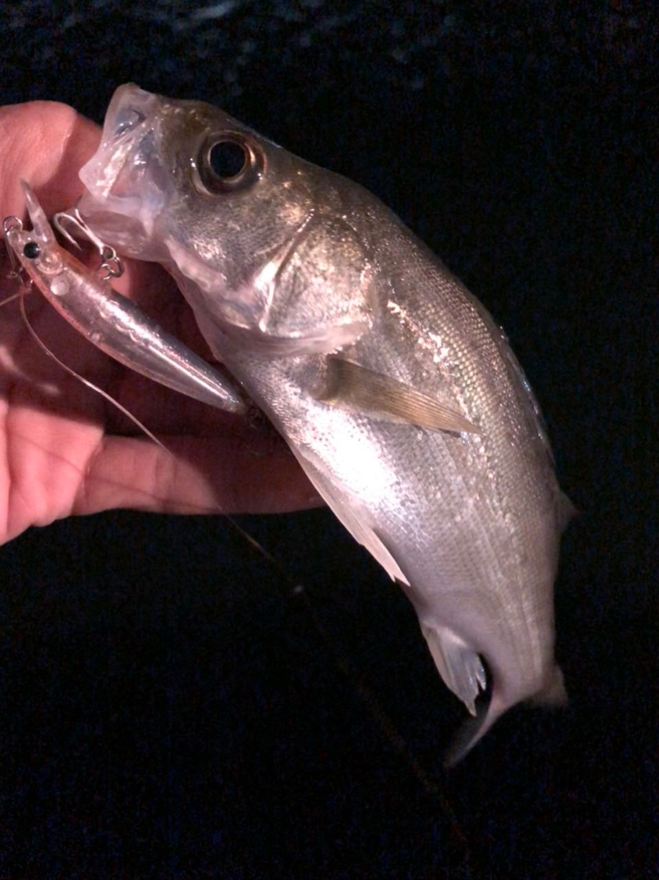 セイゴ（マルスズキ）