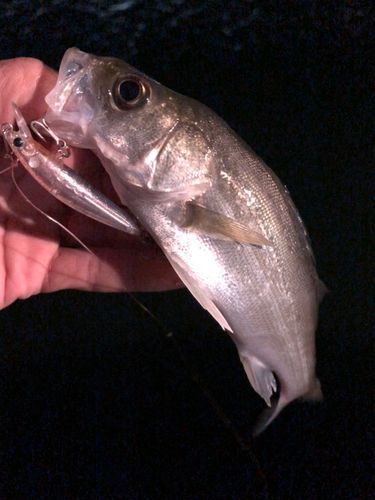 セイゴ（マルスズキ）の釣果