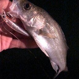 セイゴ（マルスズキ）