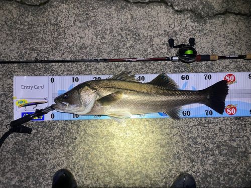 シーバスの釣果