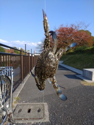タイワンガザミの釣果