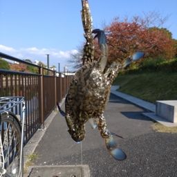 タイワンガザミ