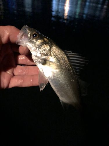 セイゴ（マルスズキ）の釣果