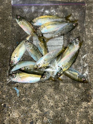 アジの釣果