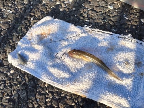 マハゼの釣果