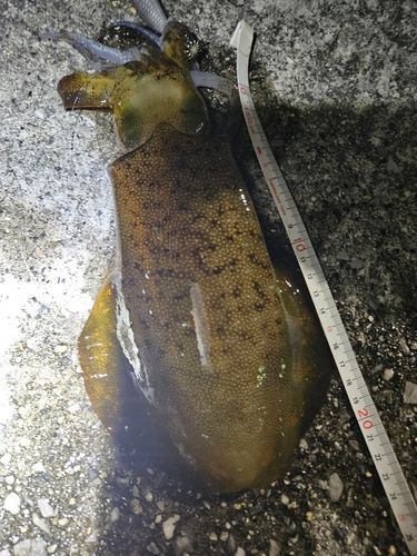 アオリイカの釣果