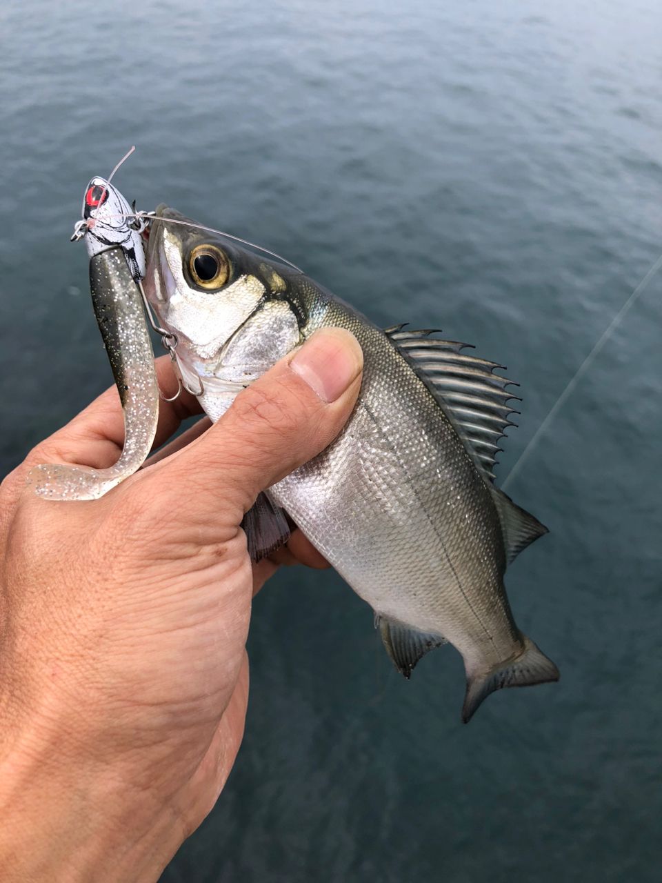 セイゴ（ヒラスズキ）