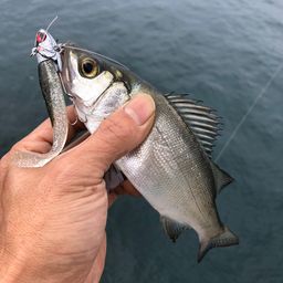 セイゴ（ヒラスズキ）