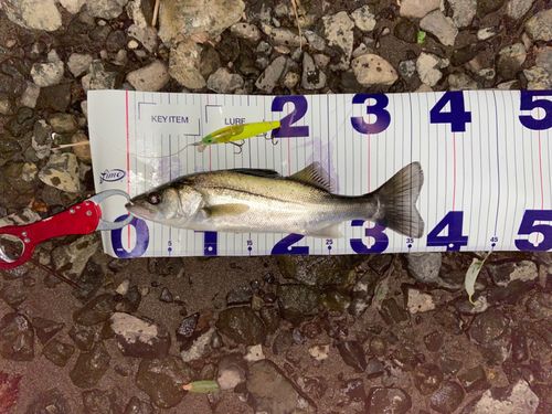 シーバスの釣果