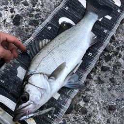 セイゴ（ヒラスズキ）