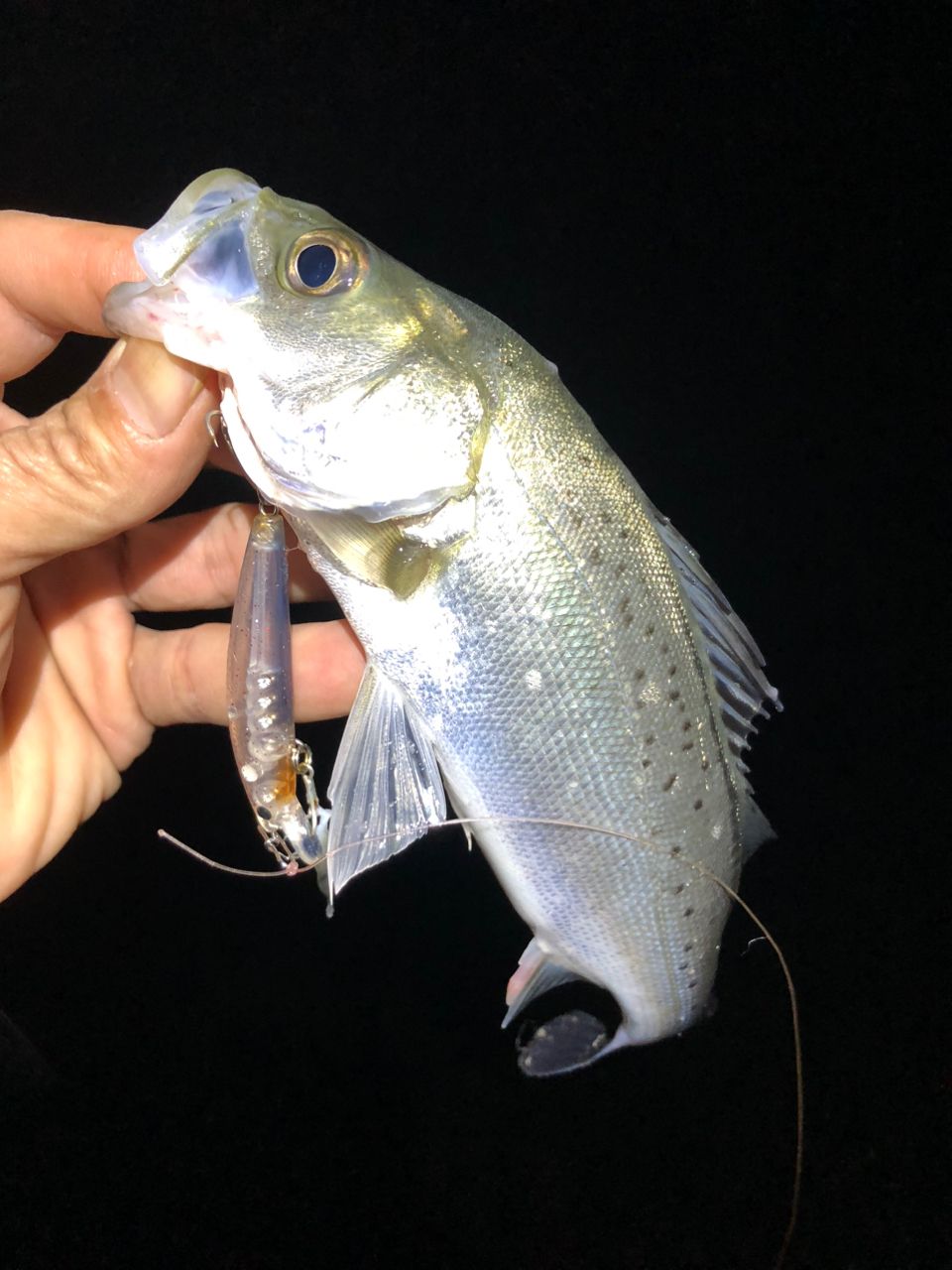 セイゴ（マルスズキ）