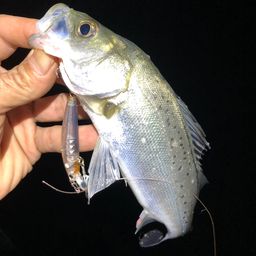 セイゴ（マルスズキ）