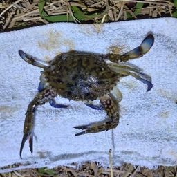 タイワンガザミ