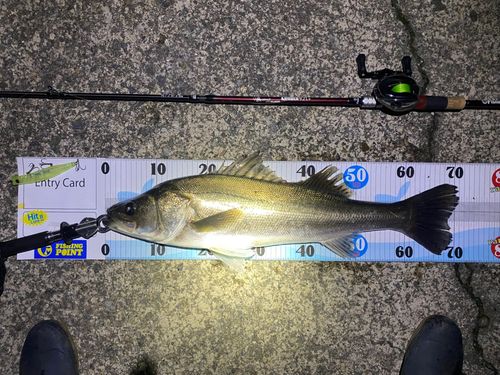 シーバスの釣果