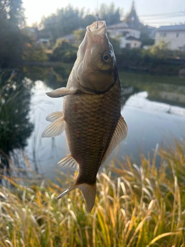 フナの釣果