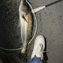 セイゴ（ヒラスズキ）