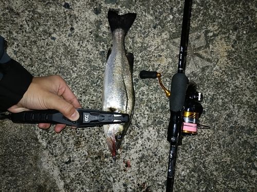 セイゴ（マルスズキ）の釣果