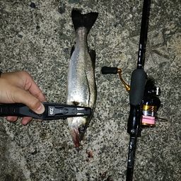 セイゴ（マルスズキ）