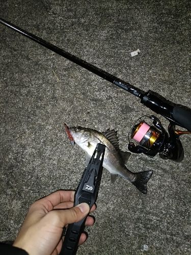 セイゴ（マルスズキ）の釣果