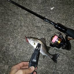 セイゴ（マルスズキ）