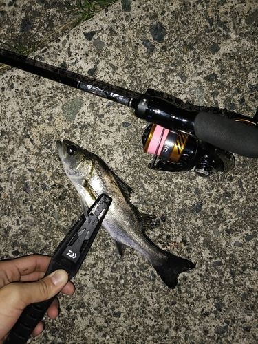 セイゴ（マルスズキ）の釣果