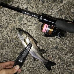 セイゴ（マルスズキ）