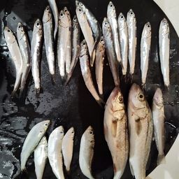 セイゴ（マルスズキ）