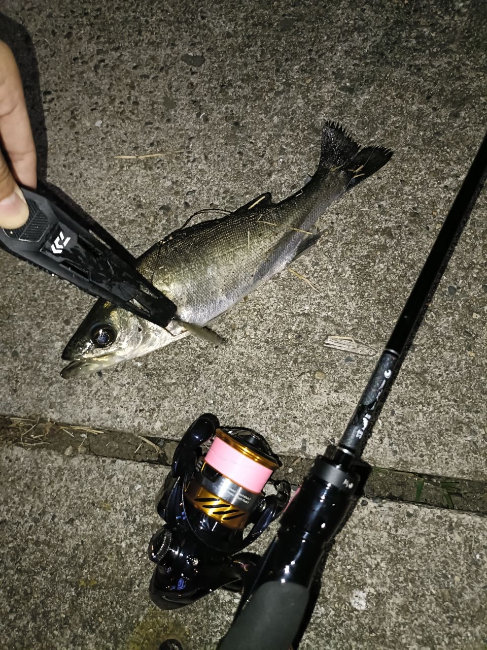 セイゴ（マルスズキ）