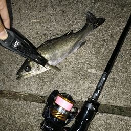 セイゴ（マルスズキ）