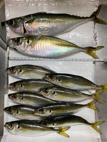 アジの釣果