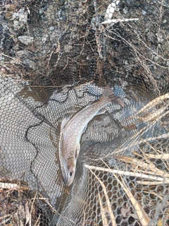 アメマスの釣果