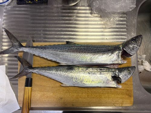 サゴシの釣果